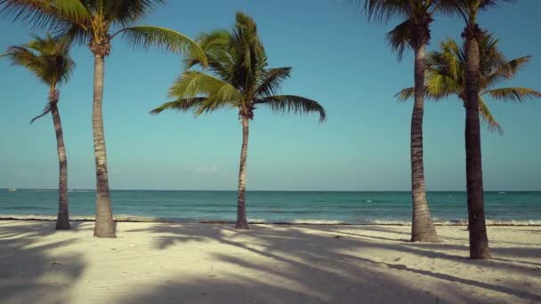 Widok z tropikalnej plaży przez palm kokosowych na zachód słońca. Cieniu drzew palmowych, fruwające teksturowane, piaszczystej plaży. Turkusowe wody Morza Karaibskiego. Meksyk şŢáăÜŐŰě. — Wideo stockowe