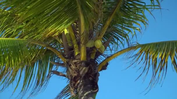 Hojas de cocoteros revoloteando en el viento contra el cielo azul. Vista de abajo. Un día soleado brillante. Riviera Maya México — Vídeos de Stock