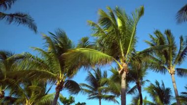 Hindistan cevizi avuç içi rüzgara karşı mavi gökyüzü içinde çırpınan yaprakları. Alt görünümü. Parlak güneşli bir günde. Riviera Maya Meksika
