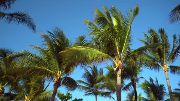 Leaves of coconut palms fluttering in the wind against blue sky. Bottom view. Bright sunny day. Riviera Maya Mexico — Stock Video