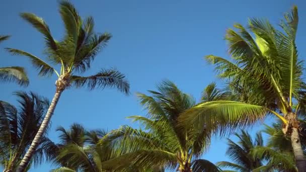 Листья кокосовых пальм трепещут на ветру против голубого неба. Вид снизу. Яркий солнечный день. Мексика: Ривьера Майя — стоковое видео