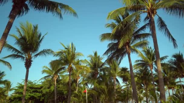 Bladen av kokospalmer som fladdrar i vinden mot blå himmel. Underifrån. Solig dag. Riviera Maya Mexico — Stockvideo