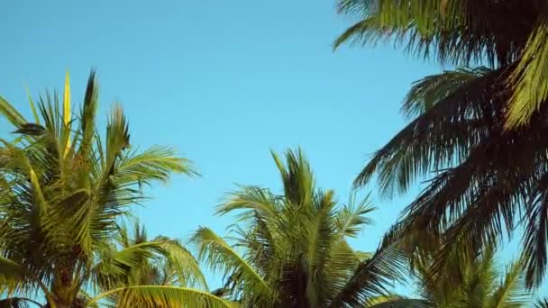 Palms kókuszos csapkodott a szél ellen, blue sky levelei. Alulról. Ragyogó napsütéses napon. Riviera Maya, Mexikó — Stock videók