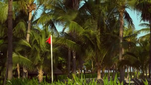 Foglie di palme da cocco svolazzano nel vento contro il cielo blu. Vista dal basso. Giornata di sole brillante. Riviera Maya Messico — Video Stock