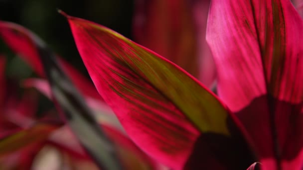 Вид крупным планом на красивый тропический цветок красного цвета. Макроглубина резкости. Солнечный день на Ривьере Майя Мексика — стоковое видео