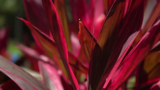 Närbild av en vacker tropisk blomma av röd färg. Makro skott skärpedjup. Solig dag i Riviera Maya Mexico — Stockvideo