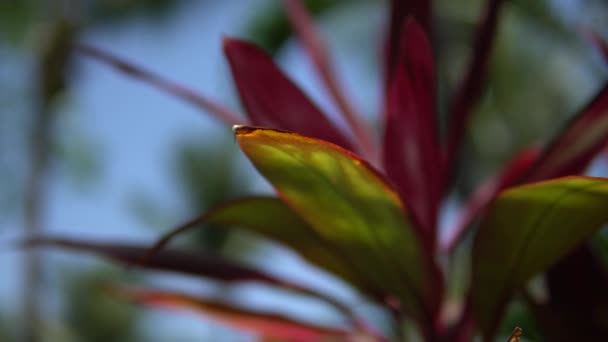 Закри вид красиву квітку тропічних червоного кольору. Макрос вистрілив Глибина різкості. Сонячний день в Мексиці Рів'єра-Майя — стокове відео