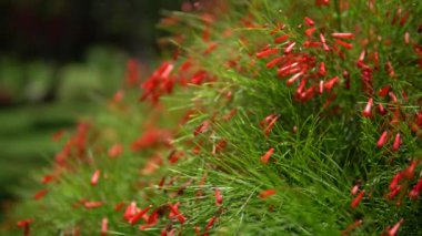 Kırmızı renk güzel tropikal çiçek görünümünü yakın çekim yeşil Bush. Makro alan derinliği vurdu. Riviera Maya Meksika güneşli bir günde