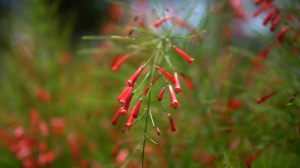 Vista de cerca de la hermosa flor tropical de color rojo en el arbusto verde. Macro disparó profundidad de campo. Día soleado en Riviera Maya México — Vídeo de stock