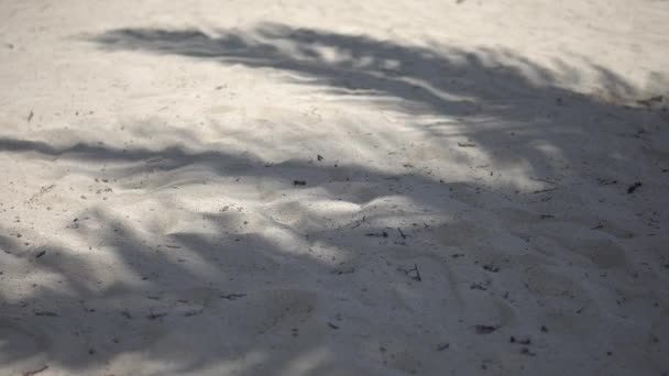 Stíny z palmových listů stromu vlající na texturou písčité pláži. Karibské moře. Riviera Maya Mexiko — Stock video