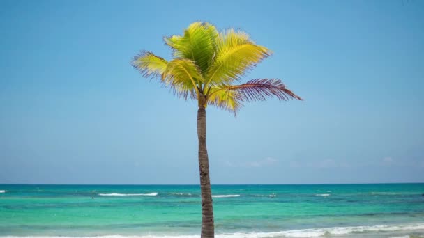 Kokospalmen wachsen einsam an einem tropischen Strand. türkisfarbenes Wasser der Karibik. Riviera Maya Mexiko — Stockvideo