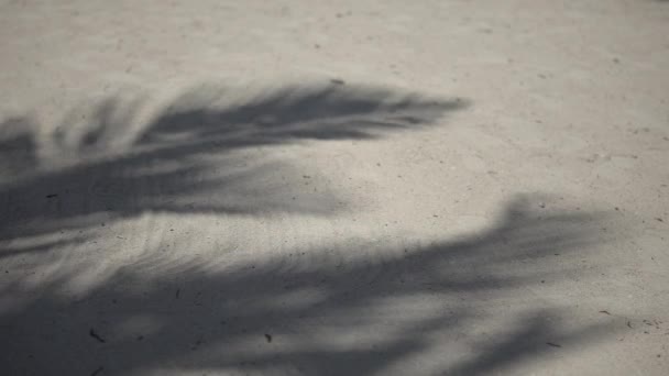 Sombras de frondes de palmeiras esvoaçando na praia de areia texturizada. Mar das Caraíbas. Riviera Maya México — Vídeo de Stock