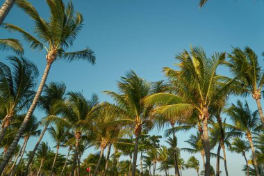 Hindistan cevizi avuç içi rüzgara karşı mavi gökyüzü içinde çırpınan yaprakları. Alt görünümü. Parlak güneşli bir günde. Riviera Maya Meksika