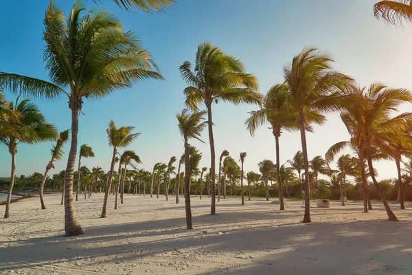 Veduta della spiaggia tropicale attraverso palme da cocco al tramonto. Ombre di fronde di palma svolazzano sulla spiaggia di sabbia strutturata. Acqua turchese del Mar dei Caraibi. Riviera Maya Messico . — Foto Stock
