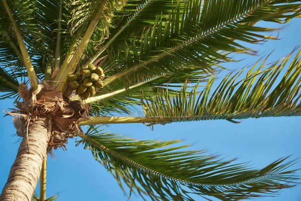Hojas de cocoteros revoloteando en el viento contra el cielo azul. Vista de abajo. Un día soleado brillante. Riviera Maya México — Foto de Stock