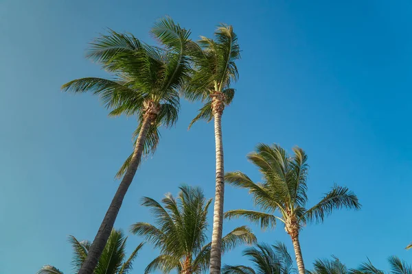 Hojas de cocoteros revoloteando en el viento contra el cielo azul. Vista de abajo. Un día soleado brillante. Riviera Maya México — Foto de Stock