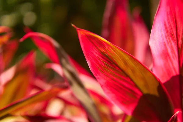 Szczelnie-do góry Widok piękny tropikalny kwiat w kolorze czerwonym. Makro strzał głębię ostrości. Słoneczny dzień w Riviera Maya Meksyk — Zdjęcie stockowe