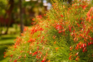 Kırmızı renk güzel tropikal çiçek görünümünü yakın çekim yeşil Bush. Makro alan derinliği vurdu. Riviera Maya Meksika güneşli bir günde