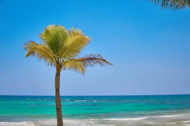 Coconut palm yalnız tropik sahilde büyür. Turkuaz su Karayip Denizi. Riviera Maya Meksika