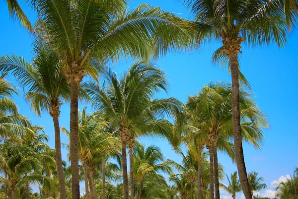 Hojas de cocoteros revoloteando en el viento contra el cielo azul. Vista de abajo. Un día soleado brillante. Riviera Maya México — Foto de Stock