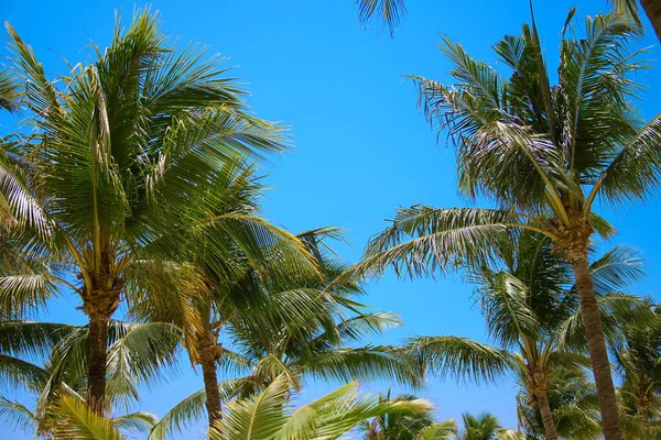 Hojas de cocoteros revoloteando en el viento contra el cielo azul. Vista de abajo. Un día soleado brillante. Riviera Maya México — Foto de Stock