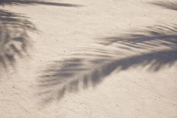 Ombres de frondes de palmiers flottant sur la plage de sable texturé. Mer des Caraïbes. Riviera Maya Mexique Photo De Stock