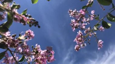 Tabebuia rosea bir pembe çiçek Neotropik ağaç ve mavi gökyüzü var. ortak ad pembe trompet ağacının, pembe poui, pembe tecoma, pembe trompet ağaç, Basant rani