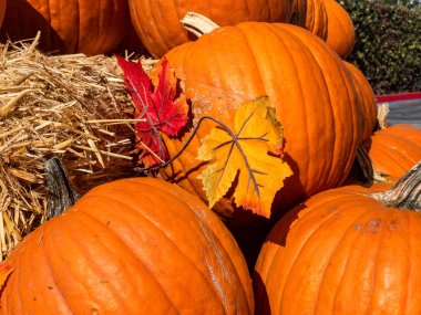 Sonbahar pazarında renkli balkabağı koleksiyonu