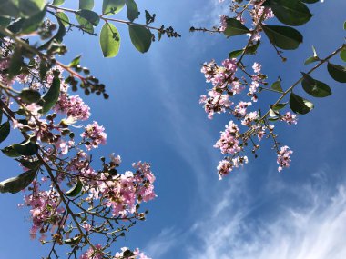 Tabebuia rosea bir pembe çiçek Neotropik ağaç ve mavi gökyüzü var. ortak ad pembe trompet ağacının, pembe poui, pembe tecoma, pembe trompet ağaç, Basant rani