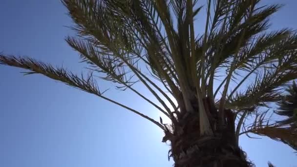 Las hojas de la palma californiana revoloteando en el viento contra un cielo azul. Vista de abajo. Un día soleado brillante. Santa Monica, California, Estados Unidos — Vídeos de Stock