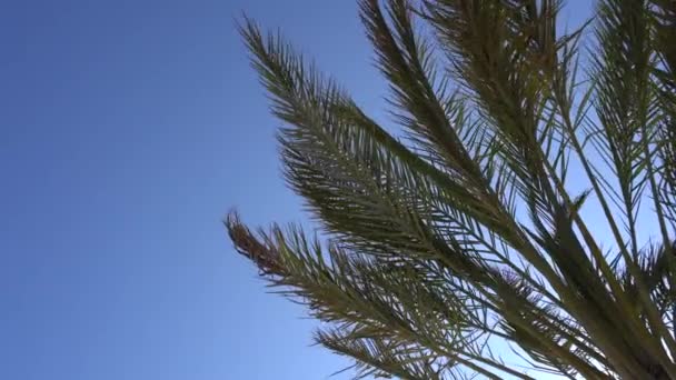 Las hojas de la palma californiana revoloteando en el viento contra un cielo azul. Vista de abajo. Un día soleado brillante. Santa Monica, California, Estados Unidos — Vídeos de Stock