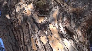 Kozalaklı ağacın kabuğu. Close. Kamera ağaç gövdesikadar yavaş hareket eder.