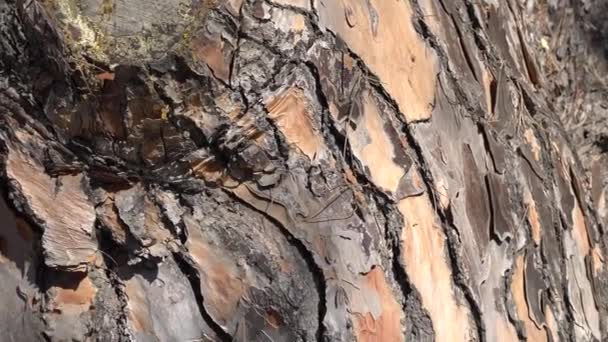 Schors van Conifer boom. Close-up. Camera beweegt langzaam naar beneden boomstam. — Stockvideo