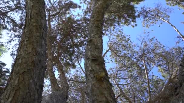 De schors van een prachtige naaldboom. De camera kijkt omhoog naar de takken van de boom. — Stockvideo