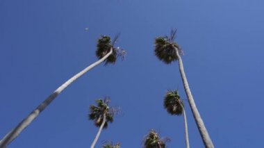 Rüzgarda sallanan uzun Kaliforniya palmiyeleri. Kamera yukarı bakıyor. Santa Monica Sahili, Kaliforniya 'da güneşli bir gün. ABD