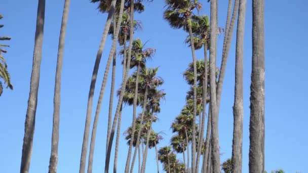 Palmeiras altas da Califórnia a balançar ao vento. A câmara olha para cima. Dia quente e ensolarado em Santa Monica Beach, Califórnia. Estados Unidos — Vídeo de Stock