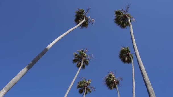 Magas kaliforniai pálmafák lengenek a szélben. A kamera felnéz. Meleg napsütéses nap Santa Monica Beach-en, Kaliforniában. Egyesült Államok — Stock videók