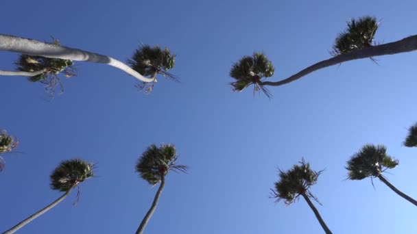 Palmeras altas de California balanceándose en el viento. La cámara mira hacia arriba. Cálido día soleado en Santa Monica Beach, California. Estados Unidos — Vídeos de Stock