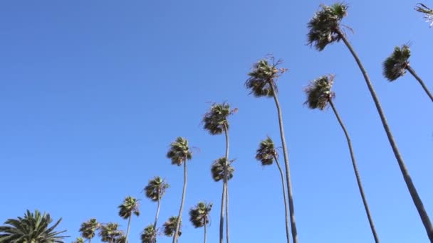 Magas kaliforniai pálmafák lengenek a szélben. A kamera felnéz. Meleg napsütéses nap Santa Monica Beach-en, Kaliforniában. Egyesült Államok — Stock videók