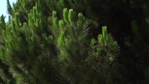 Dennentakken met haringen wuivende in de wind tegen de blauwe lucht. Warme zomer zonnige dag in Santa Monica. Close-up. Mooie textuur achtergrond. — Stockvideo