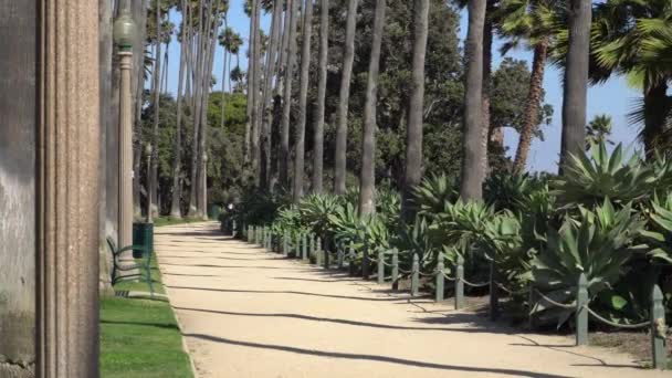 Paseo lateral en un parque cerca de la playa de Santa Mónica. Callejón con palmeras altas californianas en un día soleado. Estados Unidos — Vídeo de stock