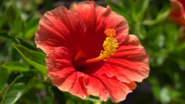Mooie rode bloem tegen de felgroene bladeren van een tropische struik. Een warme zonnige dag op een tropisch eiland. Close-up shot. — Stockvideo