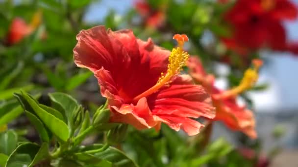 Belle fleur rouge contre les feuilles vert vif d'un buisson tropical. Une chaude journée ensoleillée sur une île tropicale. plan rapproché . — Video