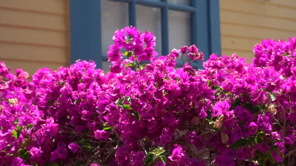 Schöne rosa Blume auf dem Hintergrund des gelben Hauses mit blauem Fenster. warmer sonniger Tag auf der tropischen Insel. Nahaufnahme. — Stockvideo