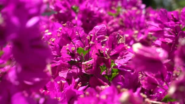 Mooie roze bloem tegen de felgroene bladeren van een tropische struik. Een warme zonnige dag op een tropisch eiland. Close-up shot. — Stockvideo