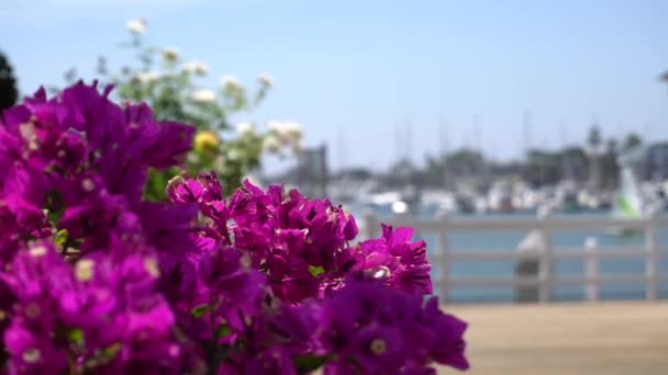 Mooie roze bloem op de achtergrond van de baai met zeiljachten. Warme zonnige dag op tropisch eiland. Close-up. — Stockvideo