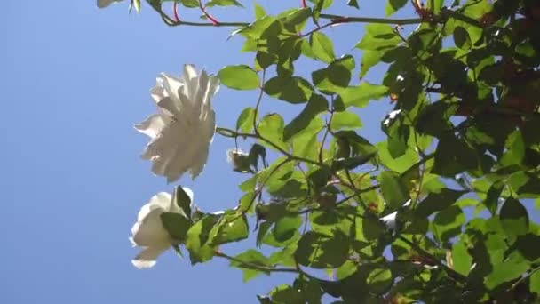 Lindas flores brancas de rosas com folhas verdes contra o céu azul. Um dia quente e ensolarado numa ilha tropical. close-up . — Vídeo de Stock