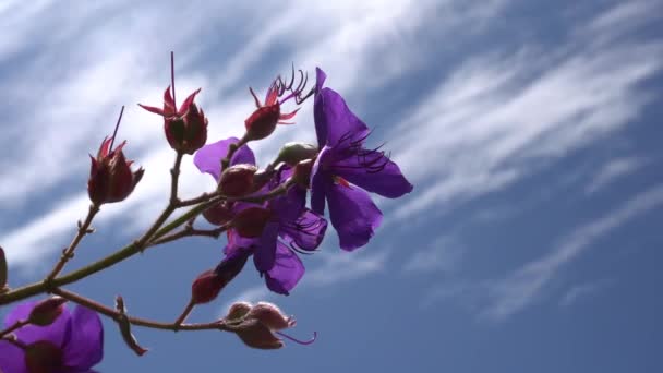 Hermosas flores púrpuras contra el cielo azul con nubes. Cálido día soleado en la isla tropical. primer plano . — Vídeos de Stock