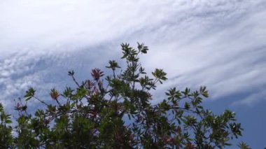 Tropikal bir Bush ve bulutlar ile mavi gökyüzü parlak yeşil yaprakları karşı güzel kırmızı çiçek. Tropikal bir adada sıcak güneşli bir gün. Close.