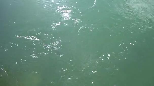 Clear water river background. close up pure fresh transparent mountain river water. View from above. Nature Flowing current shallow river — Stock Video